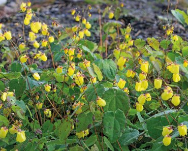 Epimedium 'Frohnleiten' 3 Litre