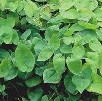Epimedium Merlin 3 Litre