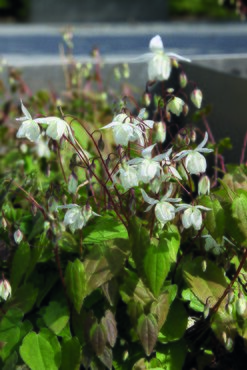 Epimedium 'Niveum' 3 Litre