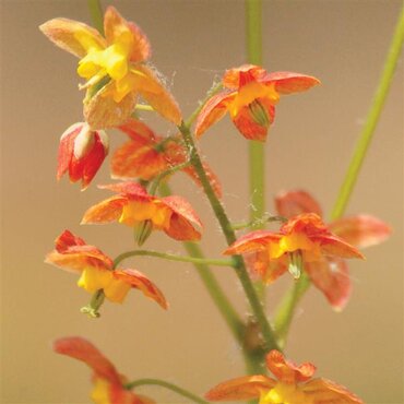 Epimedium Orange Konigin 3 Litre