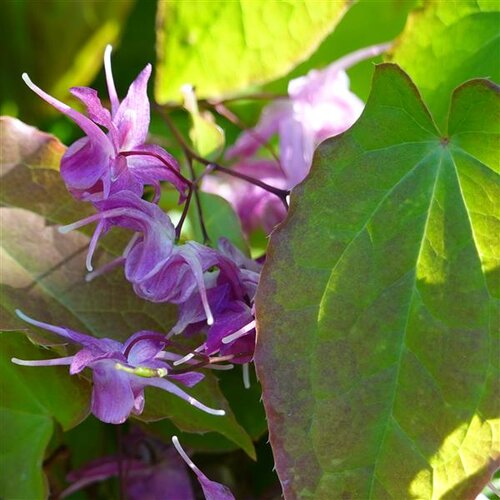 Epimedium Red Beauty 3 Litre