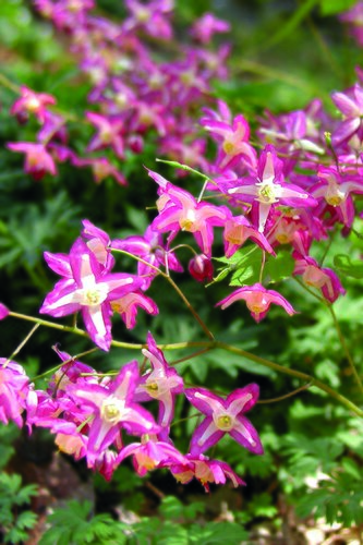 Epimedium rubrum 3 Litre