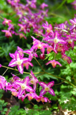 Epimedium rubrum 3 Litre