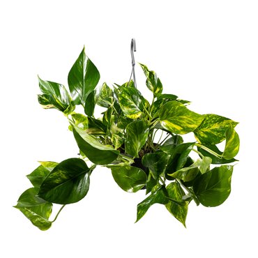 Epipremnum Hanging Mix 15cm