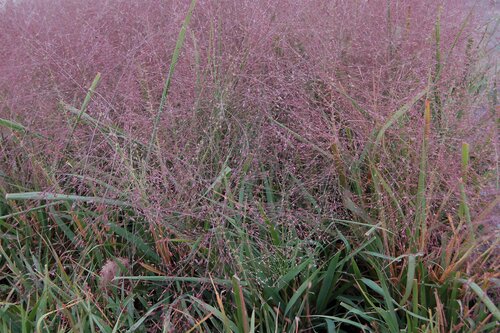 Eragrostis Totnes Burgundy 3 Litre