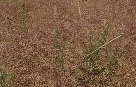 Eragrostis Totnes Burgundy 3 litre