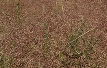 Eragrostis Totnes Burgundy 3 litre