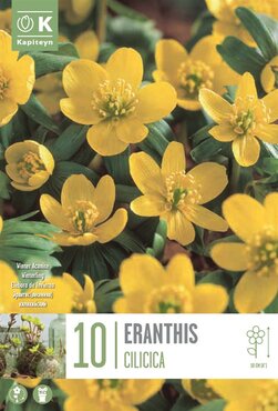 Eranthis Cilicica (Winter Aconite)