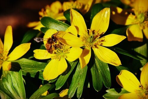 Eranthis Hyemalis (Winter Aconites) Potted Bulb 1 Litre