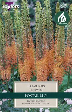 Eremurus Cleopatra x 1