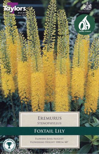 Eremurus Stenophyllus x 1