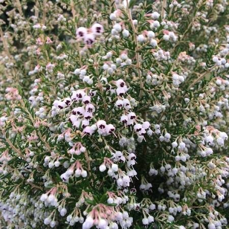 Erica africana canaliculata 2 Litre