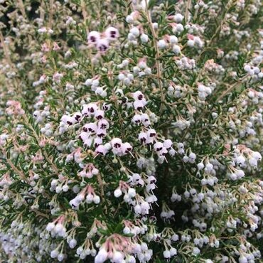Erica africana canaliculata 2 Litre
