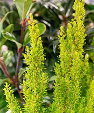 Erica 'Albert's Gold' 3 Litre