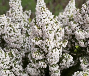 Erica Estrella Gold 3 Litre