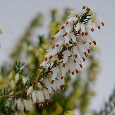 Erica 'Oldenburg' 3 Litre