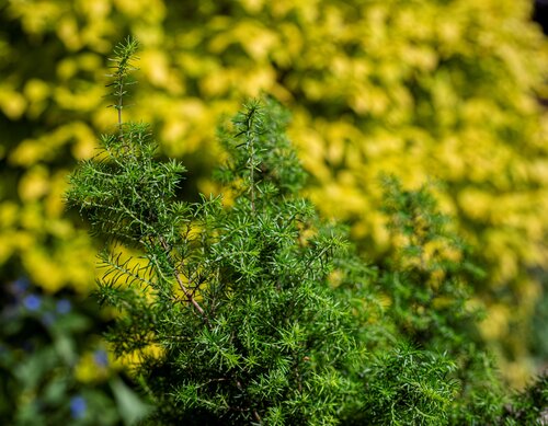 Erica x veitchii Gold Tips 3 Litre