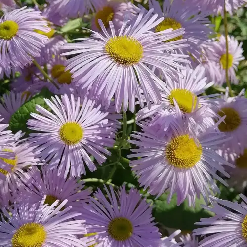 Erigeron Azure Beauty 9cm