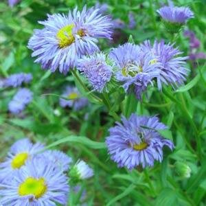Erigeron Azure Beauty 9cm