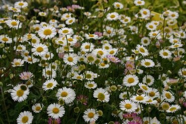 Erigeron Karvinskianus Sea Of Blossom 9cm
