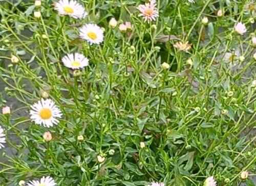 Erigeron Lavender Lady 3 Litre
