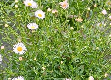 Erigeron Lavender Lady 3 Litre