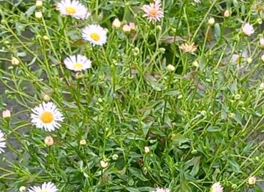 Erigeron Lavender Lady 3 Litre