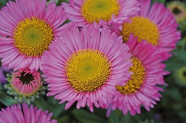 Erigeron Sea Breeze 9cm
