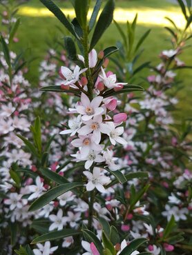 Eriostemon Flower Girl Pink 15cm