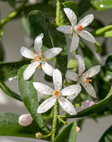 Eriostemon Flower Girl White 15cm