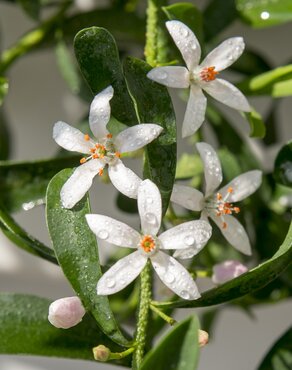 Eriostemon Flower Girl White 15cm