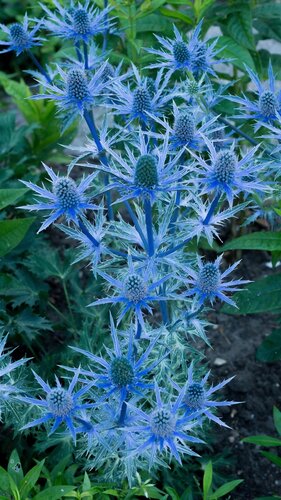 Eryngium Big Blue 3 Litre