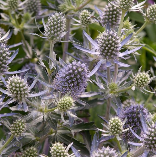 Eryngium 'Blue Hobbit' 2 Litre