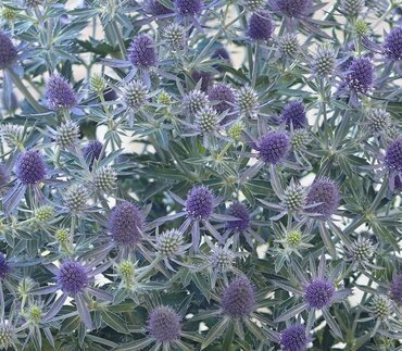 Eryngium Magical Blue Globe 2 Litre