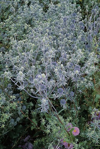 Eryngium Magical Blue Lagoon 3 Litre