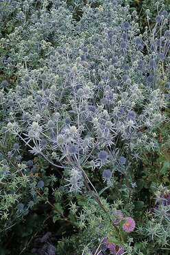 Eryngium Magical Blue Lagoon 3 Litre