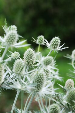 Eryngium Magical White Lagoon 3 Litre