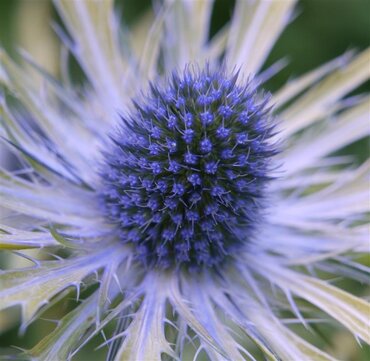 Eryngium 'Neptune's Gold' 2 Litre