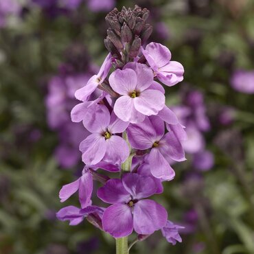 Erysimum Bowles Mauve 9cm