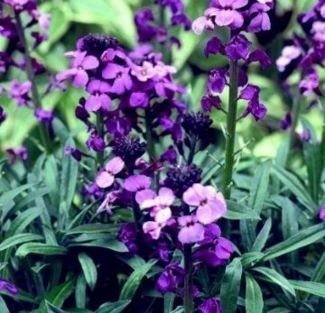 Erysimum Bowles Mauve 9cm