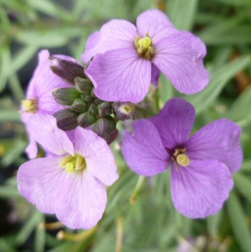 Erysimum Bowles Me Away 1.5 Litre