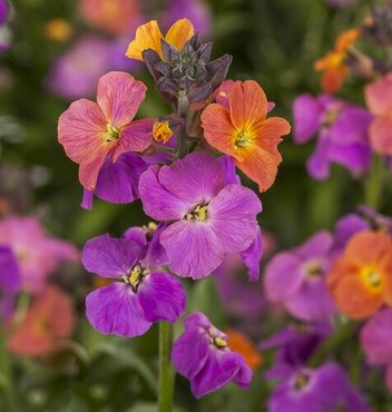 Erysimum Erysistible Magenta 2 Litre