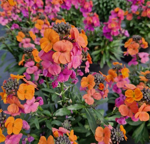 Erysimum Erysistible Sunset 9cm