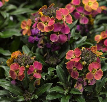 Erysimum Erysistible Tricolor 9cm