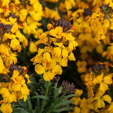 Erysimum Erysistible Yellow 9cm