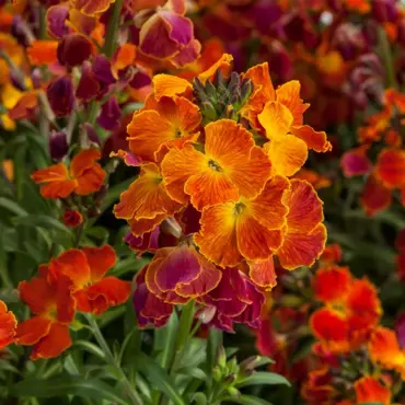 Erysimum Fire 1.5 Litre