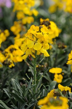 Erysimum Fragrant Sunshine 1.5 Litre