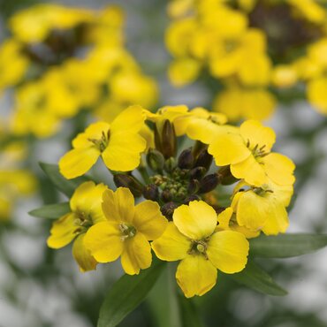 Erysimum Hybridum Canaries Yellow 9cm
