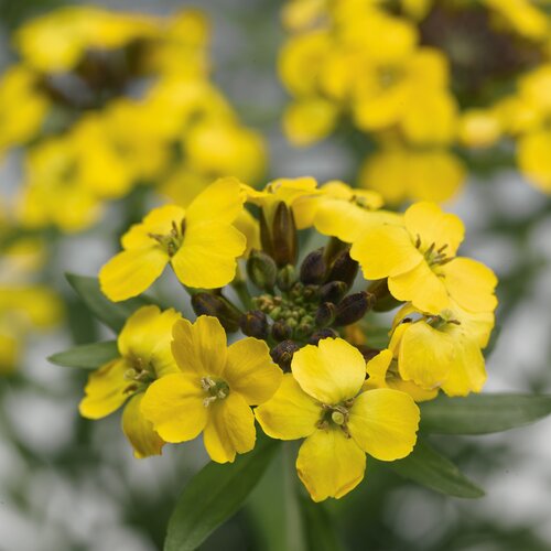 Erysimum Hybridum Canaries Yellow 9cm