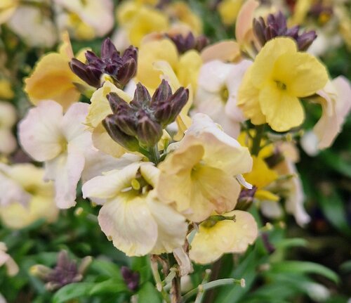 Erysimum Leya Lemon Glow 2 Litre